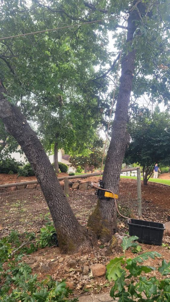 All Photos for George Staddan's Professional Tree Care in Placerville, CA