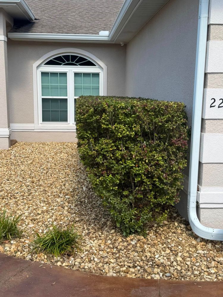 Our Shrub Trimming service ensures your greenery remains healthy and aesthetically pleasing by expertly shaping plants, promoting growth, and enhancing the overall appearance of your landscaping all year round. for Young's Lawn Services LLC in Ocala, FL