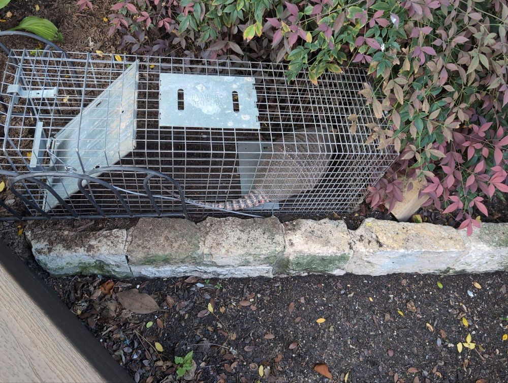 All Photos for Topper's Wildlife Removal in Garland, TX