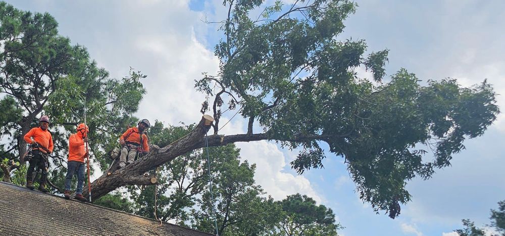 All Photos for Servin's Tree Care  in Houston, TX