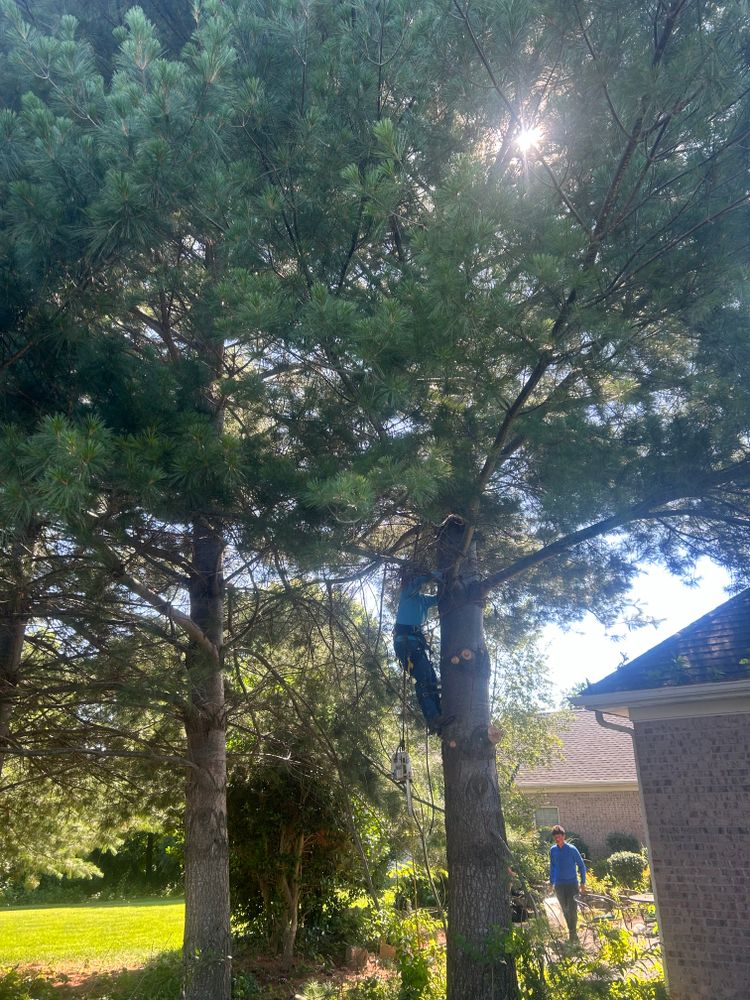 All Photos for Optimum Tree Service And Landscaping in Bowling Green, KY