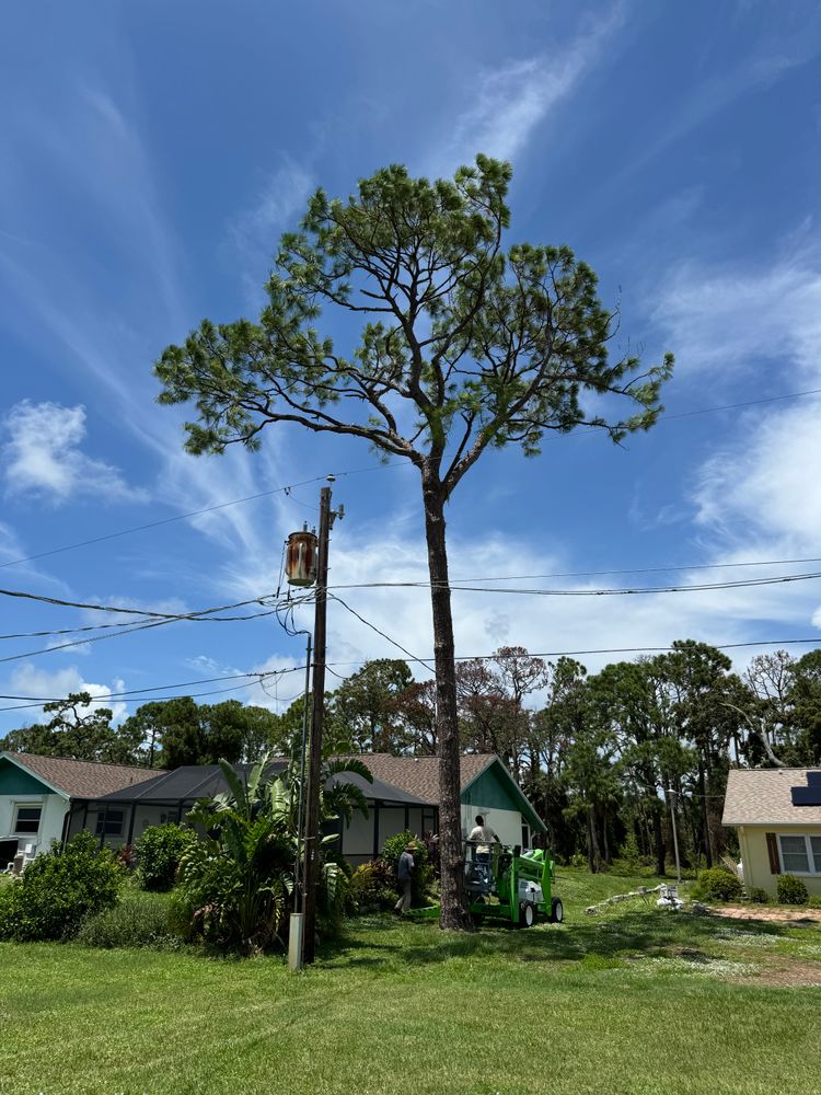 All Photos for Lemon Bay Tree Service  in Englewood, FL