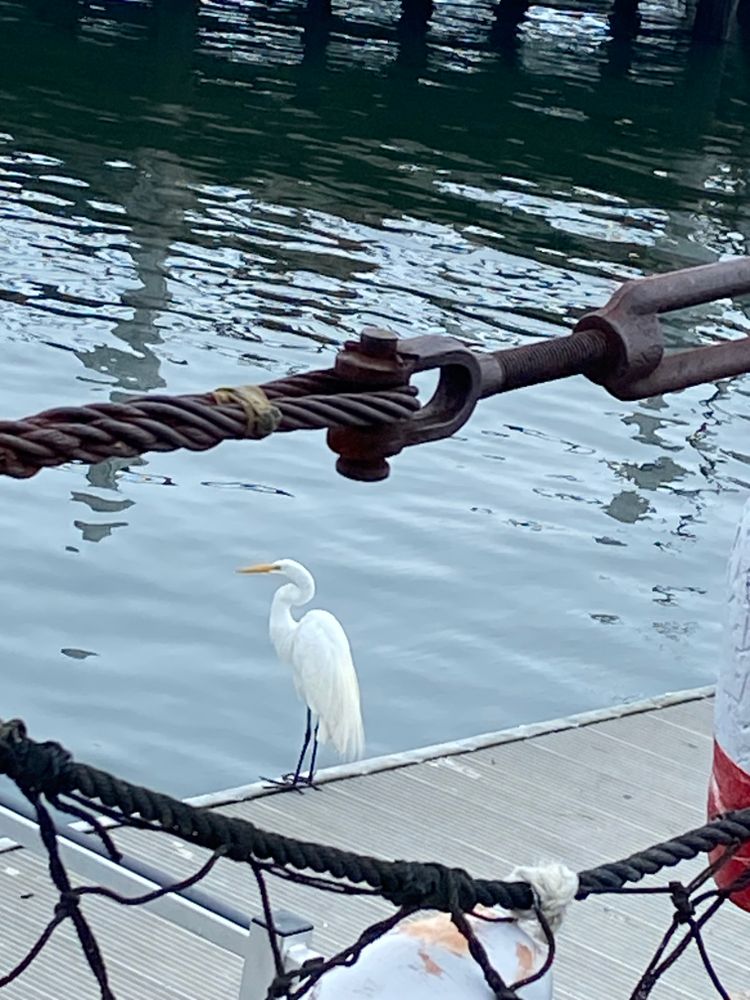 Wild Life Encounters for Stevenson Property Maintenance in Cheshire, CT