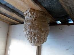 Our Wasps service provides fast and effective removal of wasp nests, ensuring the safety and comfort of your home. Our trained technicians use eco-friendly methods to prevent future infestations. for Predator Pest Control in El Paso, TX