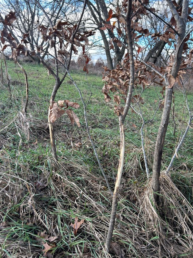 All Photos for Two Young Bucks in Leon, IA