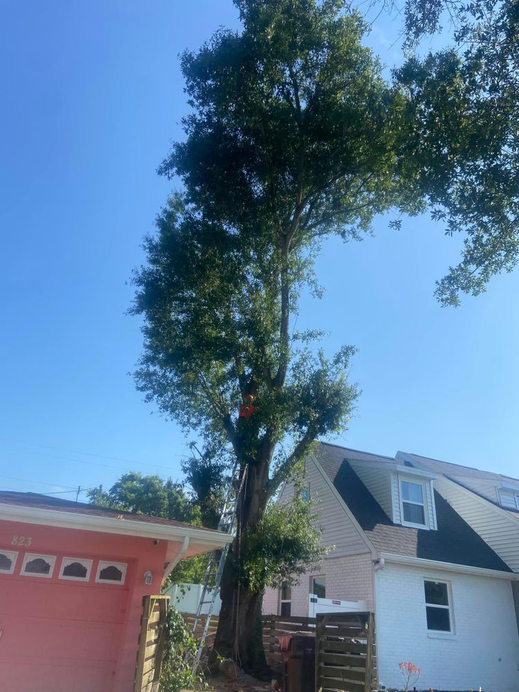 All Photos for Efficient and Reliable Tree Service in Lake Wales, FL