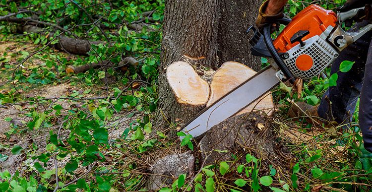 Our Tree Removal service safely eliminates unwanted or hazardous trees, ensuring your property remains beautiful and secure. Trust our experienced team for efficient removal with minimal disruption to your landscape. for Tree Life Tree Service in Wichita, KS