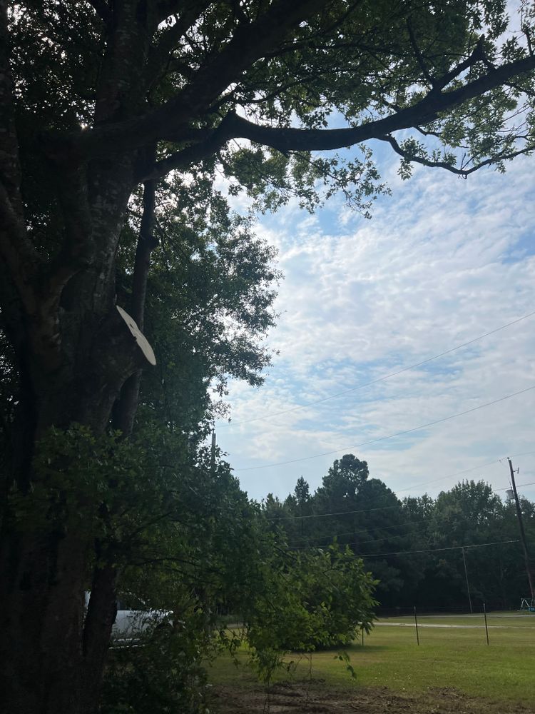 All Photos for Best Price Tree Service in Hallsville, TX