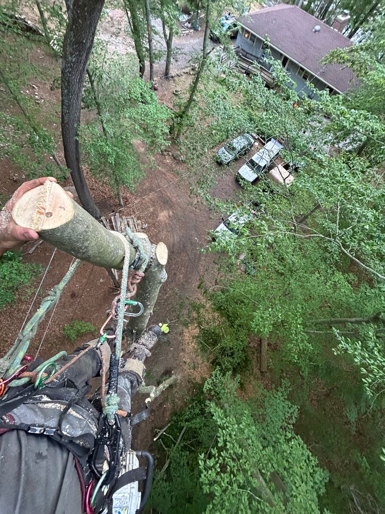 All Photos for Hingewood Tree Service in Salem, NJ