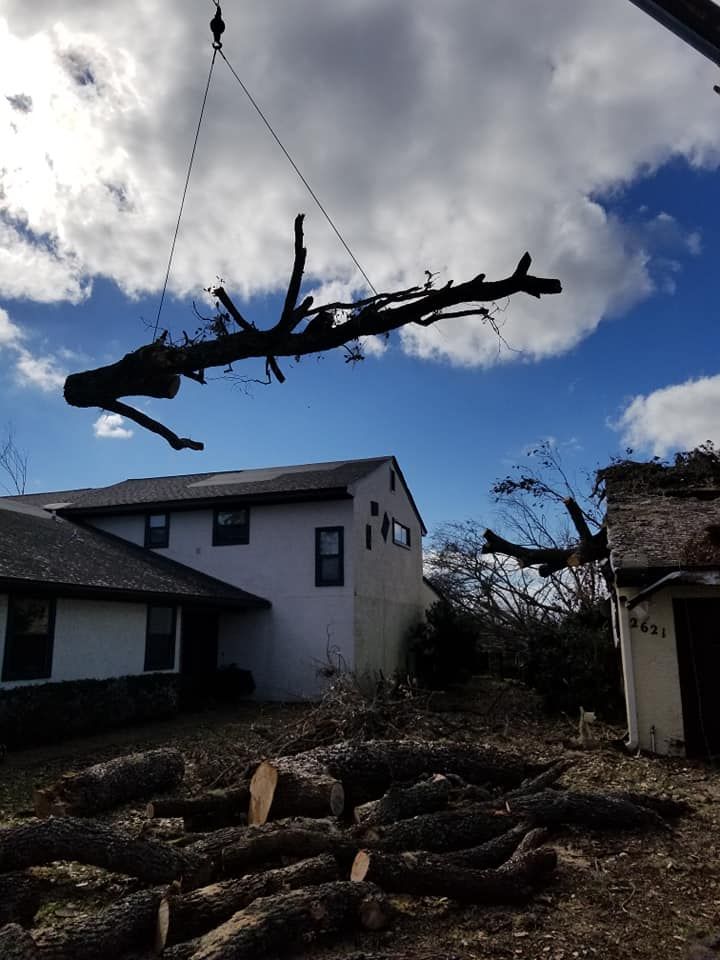 Tree Removal for Spruce Creek Tree Service in Port Orange, FL