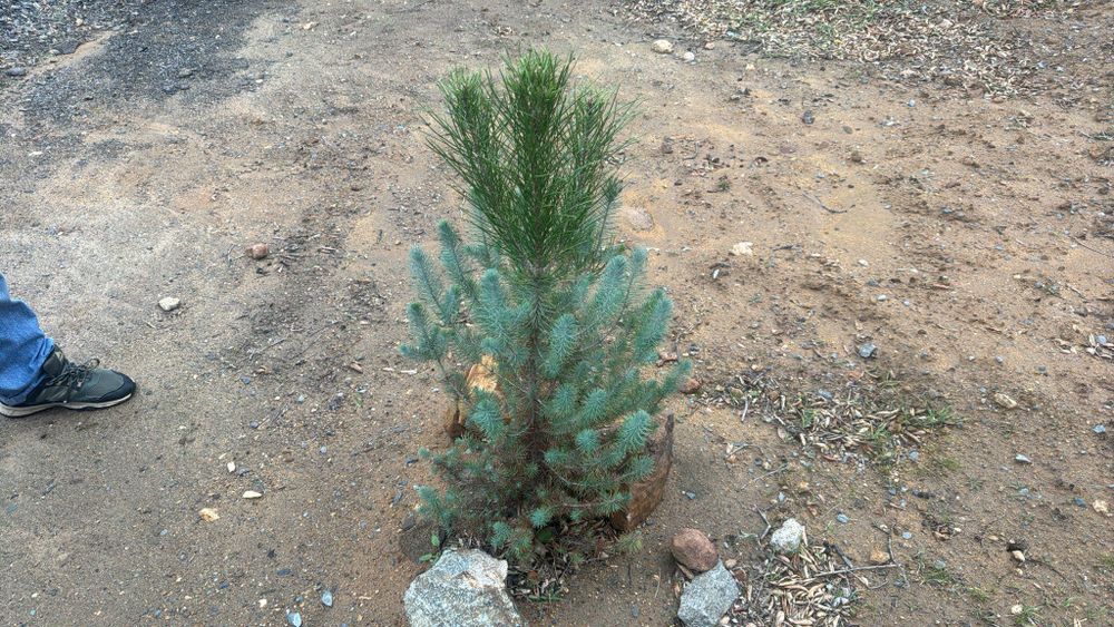 All Photos for The Tree Fairy in Julian, CA