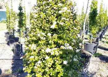 All Photos for Cunningham's Lawn & Landscaping LLC in Daytona Beach, Florida