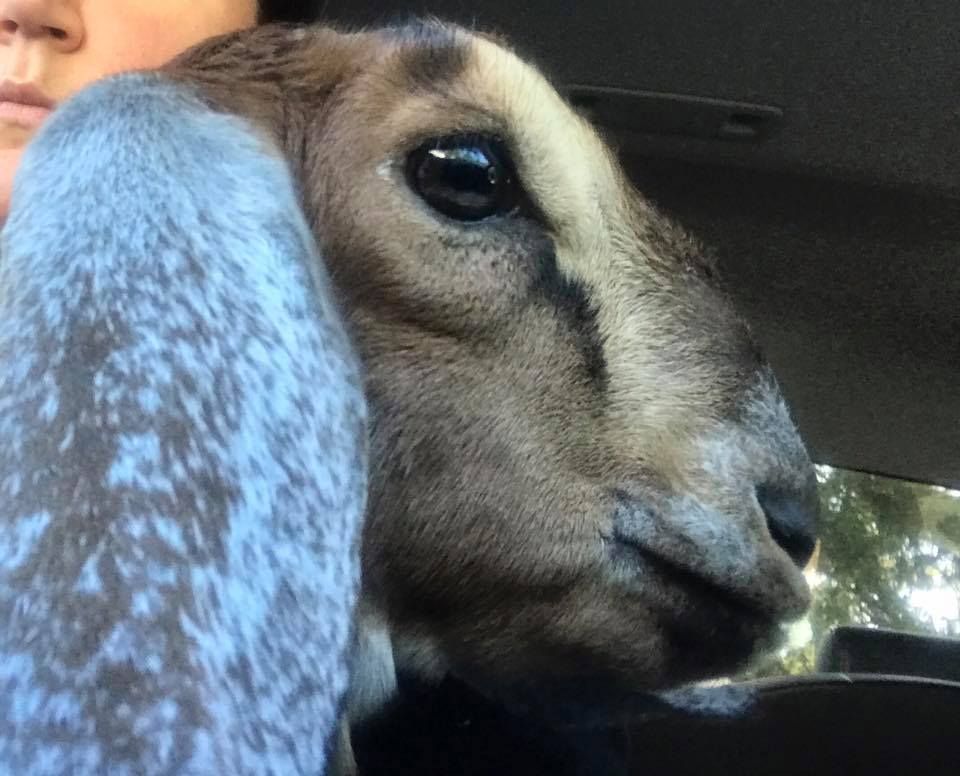 All Photos for Sam's Goatscapers of Boston in Boston, MA