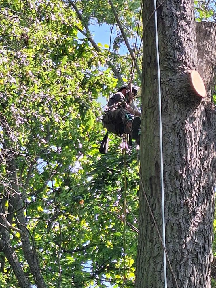 All Photos for Highborn Tree Service in Wheatfield, IN