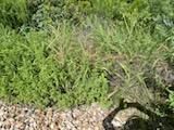 All Photos for Oviedo Land & Garden in Bastrop, TX