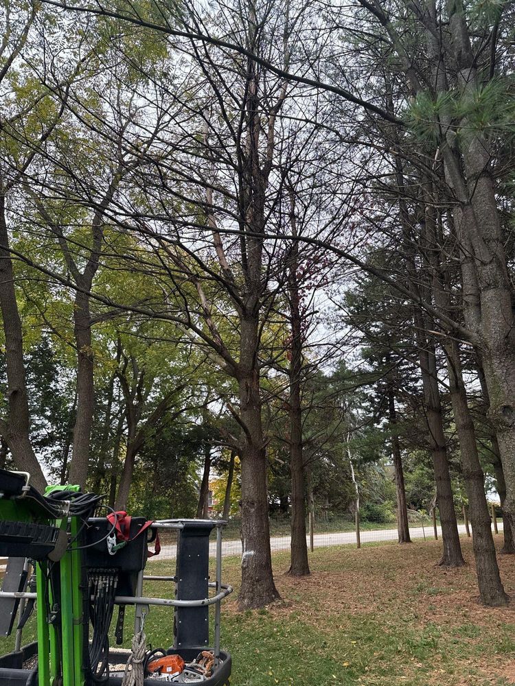 All Photos for Fransen's Tree Service  in Freeport, IL