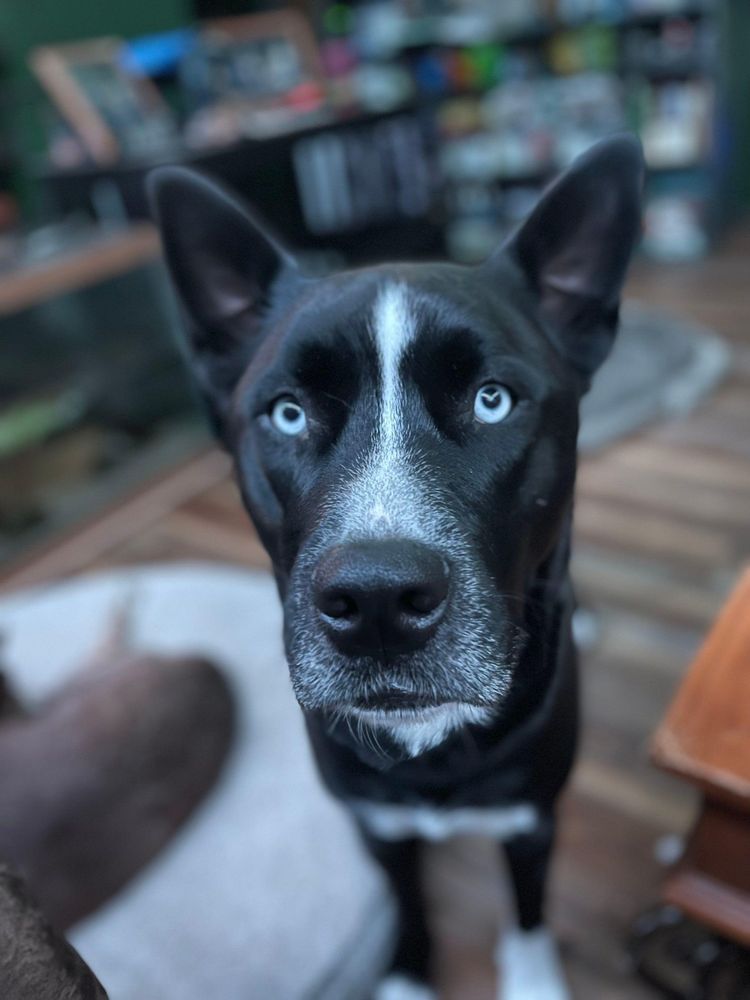 It's really about the pets we meet along the way... for Mr. Pipe Dreams LLC in Colorado Springs, CO