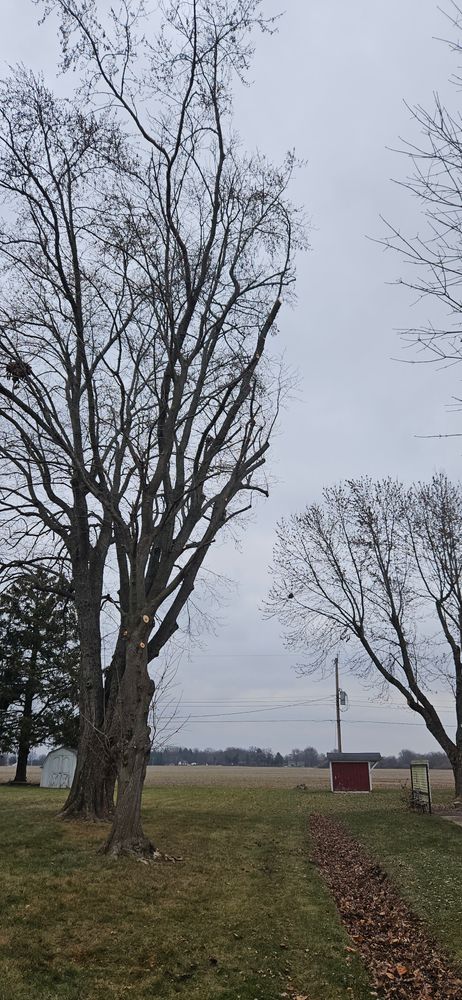 Pruning & Trimming & Shaping for Highborn Tree Service in Wheatfield, IN