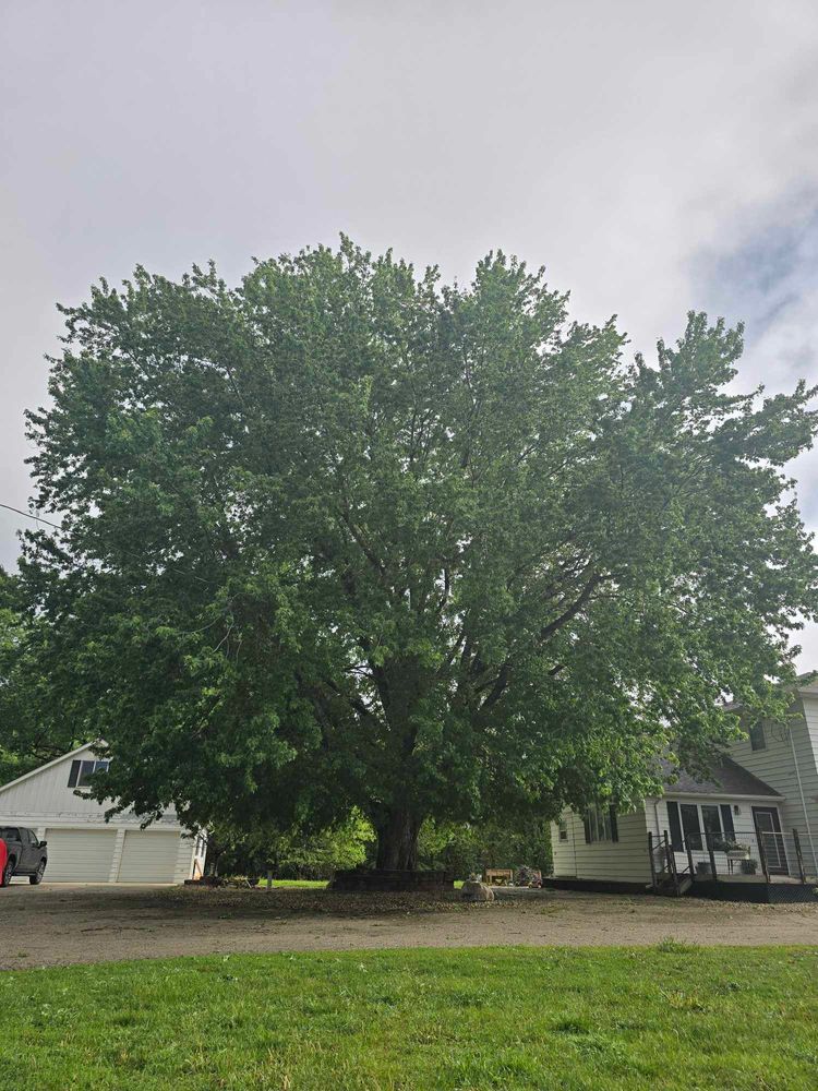Tree Removal for Tree Tech in Luverne, MN