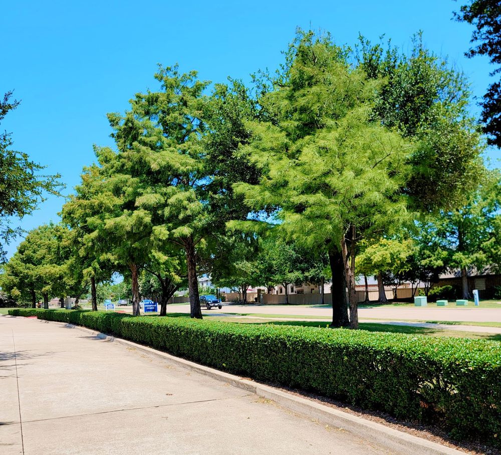 All Photos for RACSO RDZ LLC in McKinney, TX