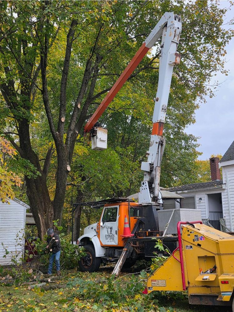 All Photos for Dwights Tree Service in Middleborough, MA