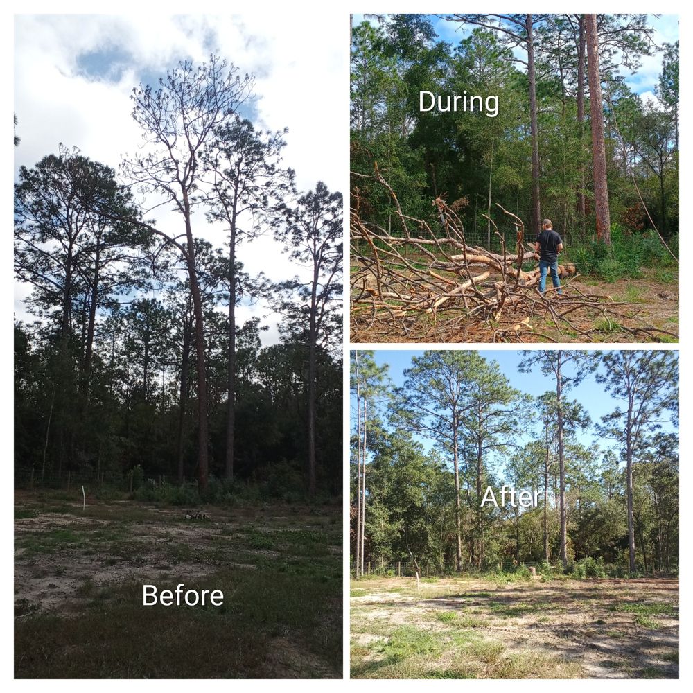 Tree Removal for Asbell's Tree & Land Services in Gilchrist County, FL