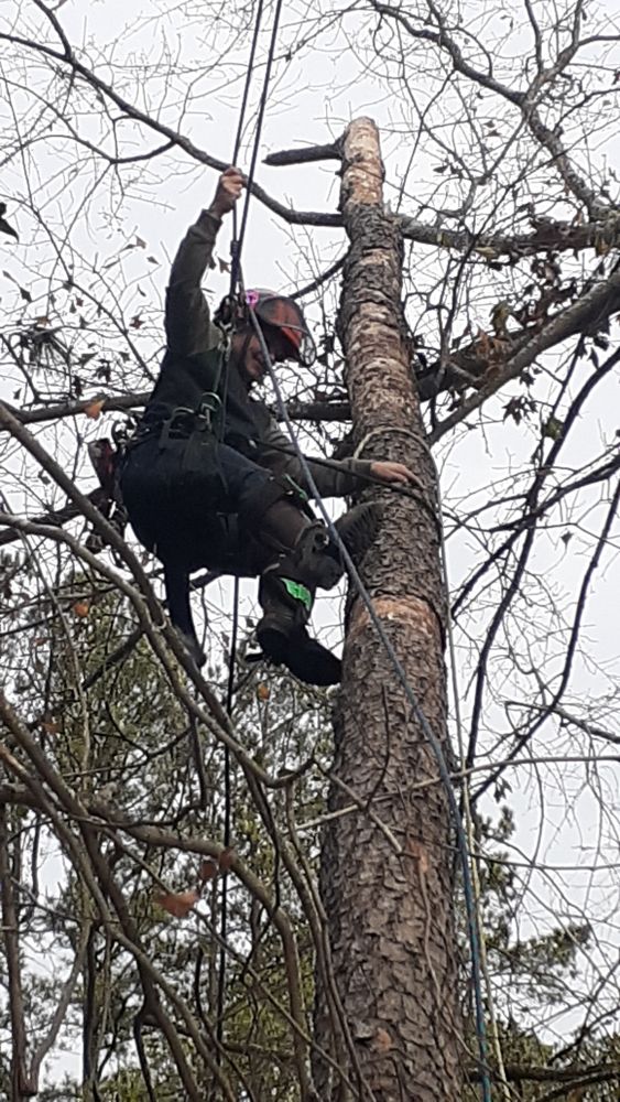 All Photos for Professional Tree Service USA in Chattanooga, TN