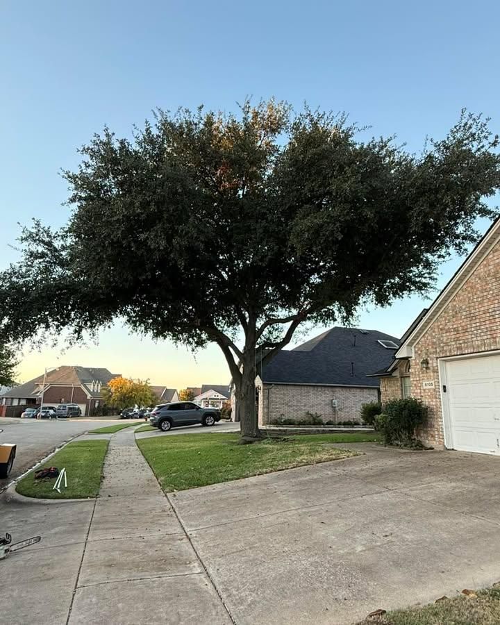 All Photos for Muniz Tree Service in North Richland Hills, TX