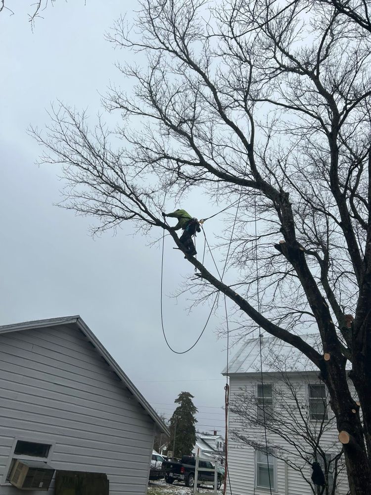 Our Tree Removal and Limbing service safely removes unwanted trees and trims overgrown branches, enhancing your property's safety, aesthetics, and sunlight exposure while ensuring the health of surrounding plants. for The Whole 9 Yards Landscape VA in Heathsville, VA