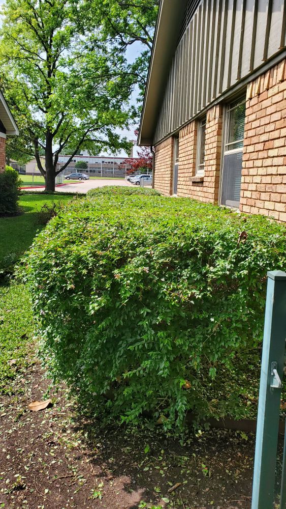 Our Shrub Trimming service expertly shapes and maintains your shrubs, enhancing curb appeal and promoting healthy growth while adding structure to your landscape. Trust us for precision care customized to your garden’s needs. for Cortez Landscaping Services in Mesquite, TX