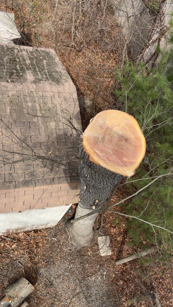 Tree Removal for Dwights Tree Service LLC in Middleborough, MA