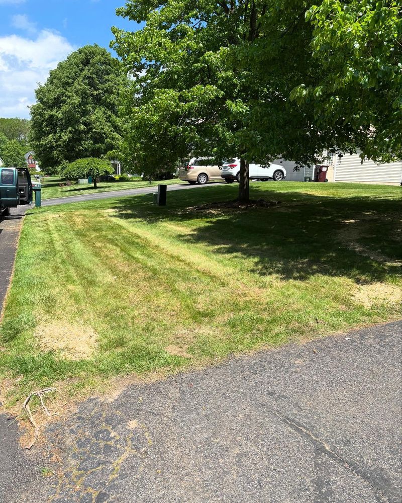 All Photos for Bumblebee Lawn Care LLC in Albany, New York