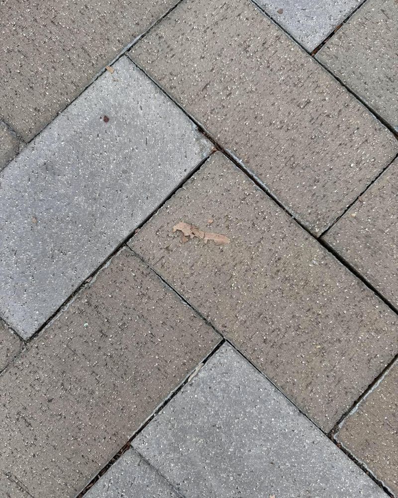 House and Roof Softwash for Oakland Power Washing in Clarksville, TN