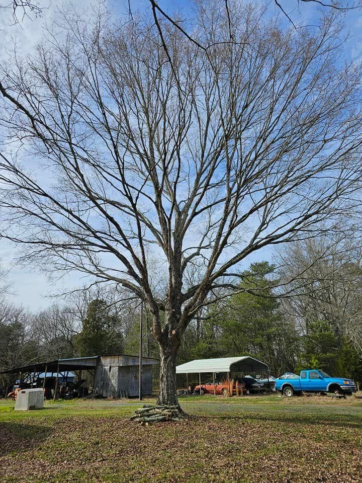 All Photos for Preserve A Tree LLC in  Mount Pleasant, North Carolina