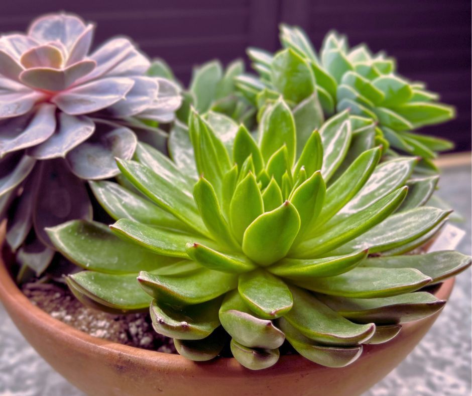 All Photos for The Dailey Daisy in Hardwick, VT