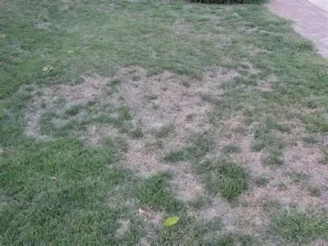 All Photos for Kathleen's Lawn & Shrub Care in Augusta, GA
