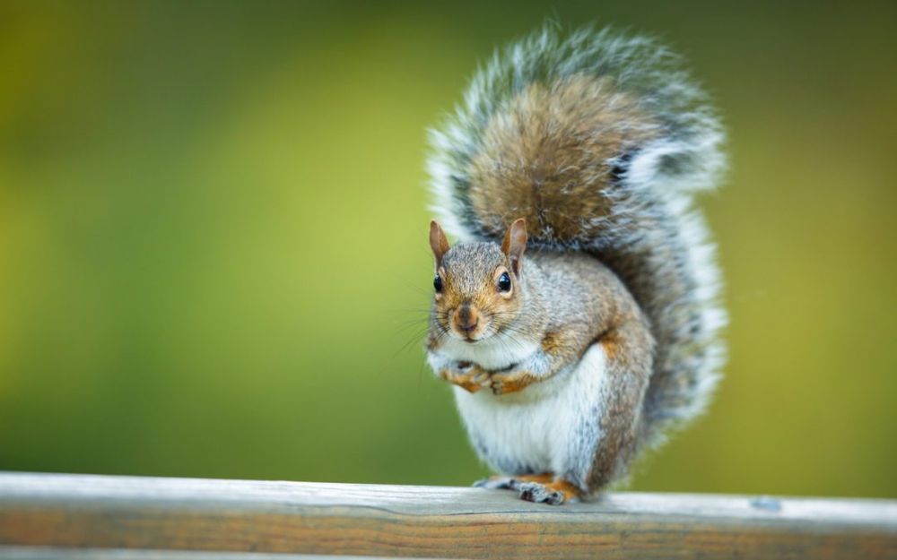 Wildlife Control for Toppers Wildlife Removal in Garland, TX