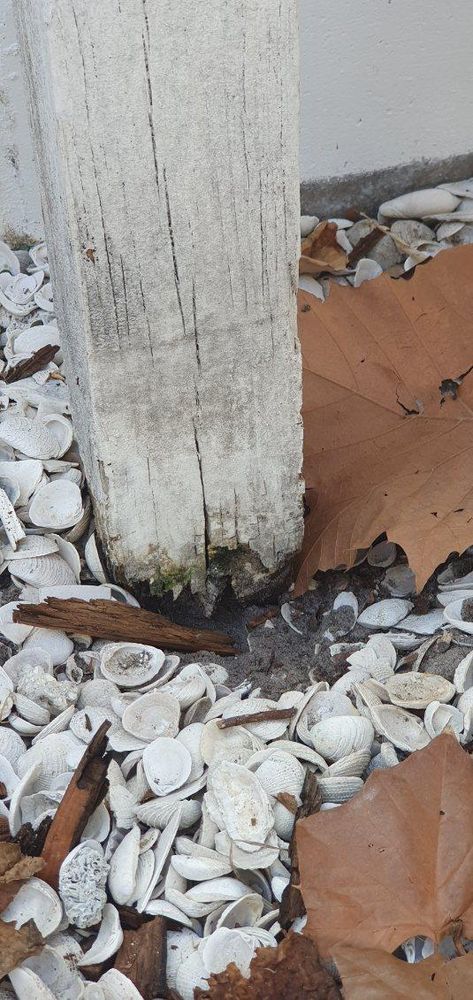 All Photos for Nunez Concrete & Landscape LLC in Tampa Heights, FL