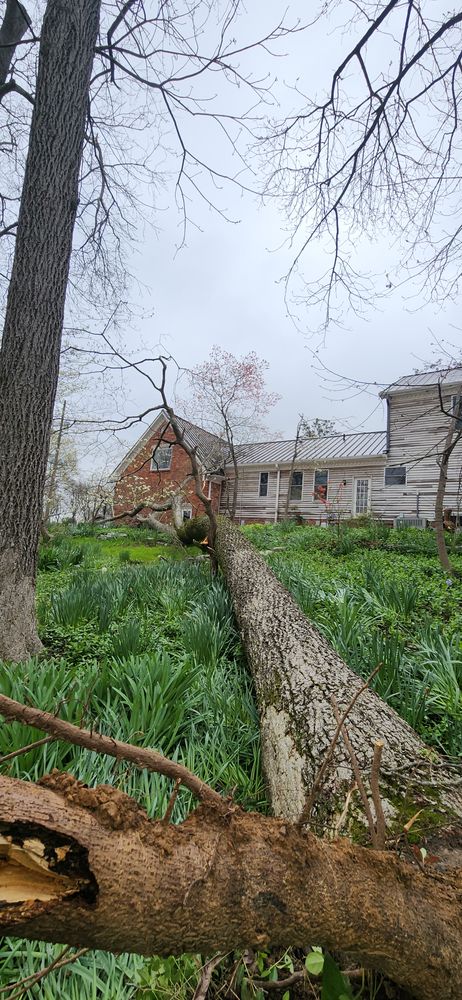 All Photos for Tree Fellers in Sumner County, TN
