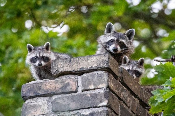 Residential Projects for Home Fireplace Pros in Gilmer, TX