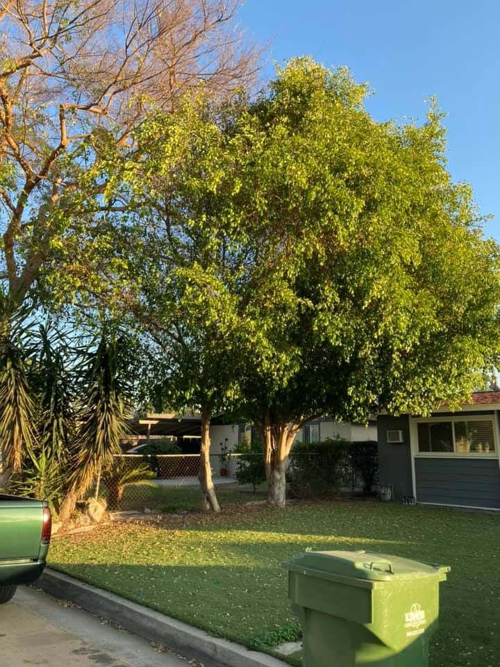 All Photos for Green Planet Services in La Habra Heights, CA