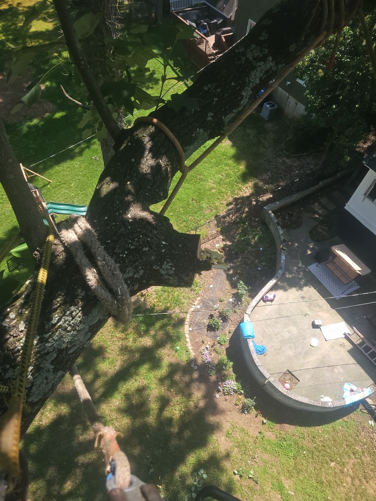 All Photos for Sasquatch Tree Services LLC in Spartanburg, SC