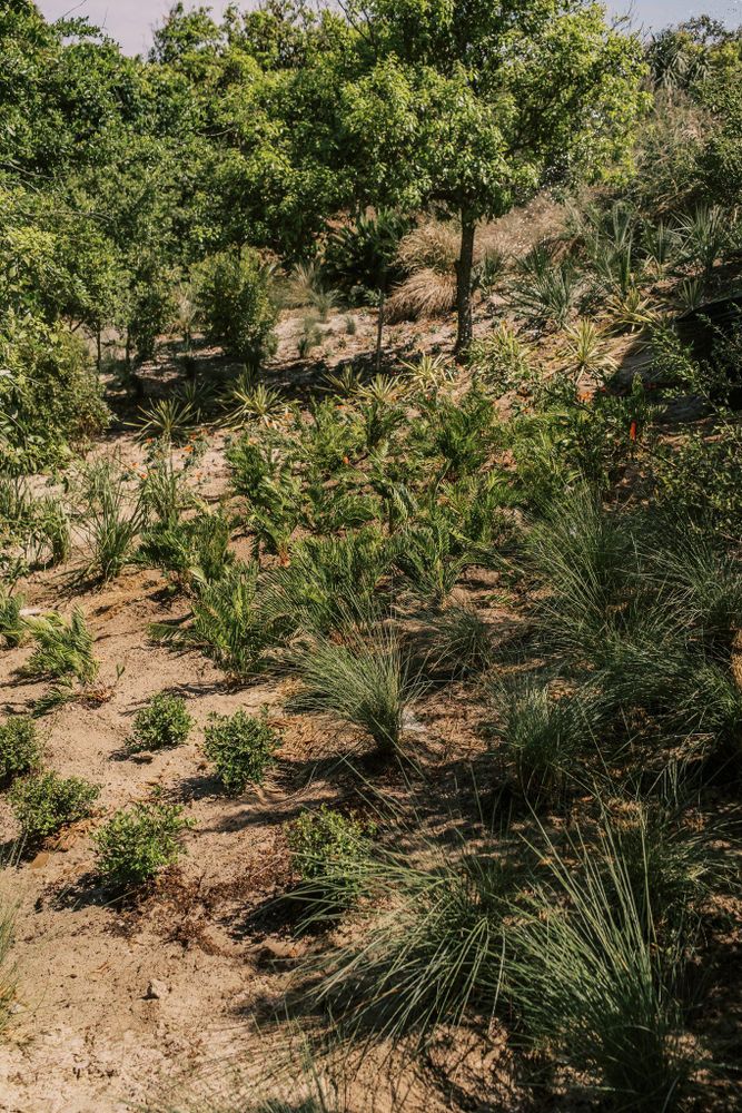 All Photos for Pro Designs Landscaping in Jacksonville, FL