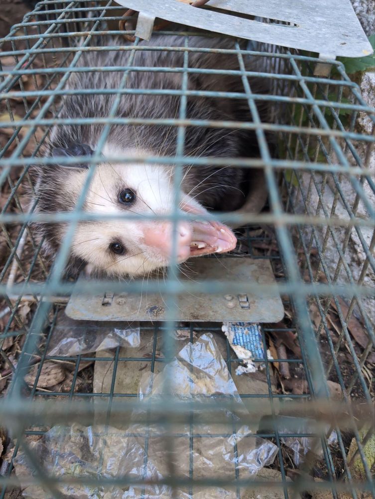 All Photos for Topper's Wildlife Removal in Garland, TX