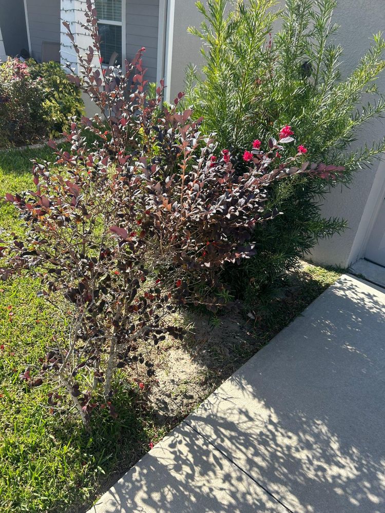 All Photos for Estrada All Pro Lawn Service in Auburndale, Florida