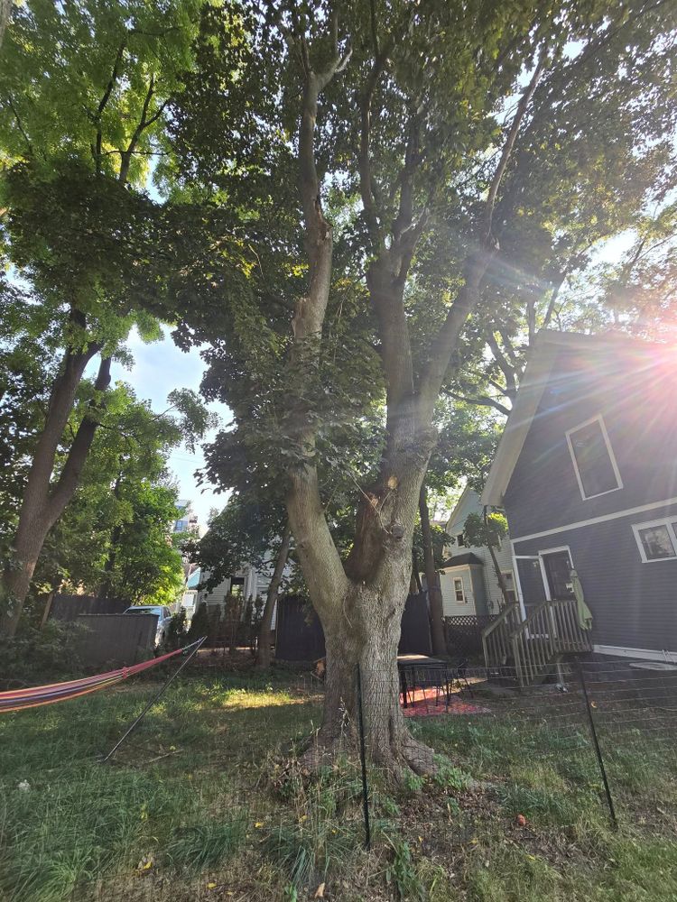 All Photos for D Hale Tree Service in Ann Arbor, MI