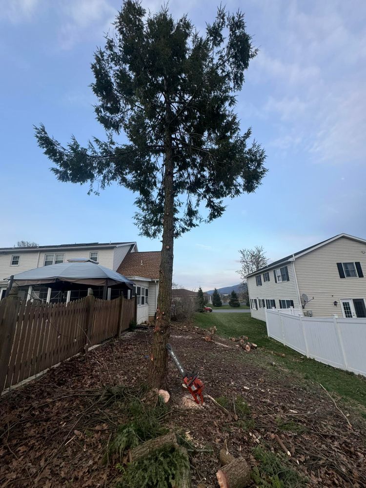 Tree Removal for Beckenbaugh Tree & Lawn Service in Lewistown, PA