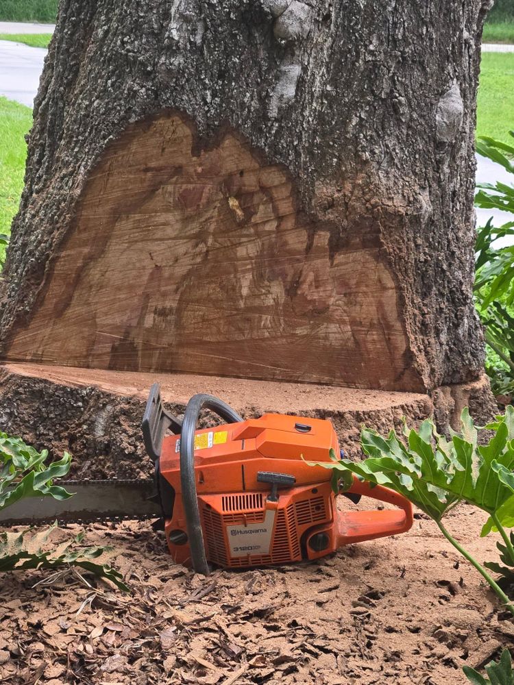 All Photos for TREE BOYS in Ruskin, FL