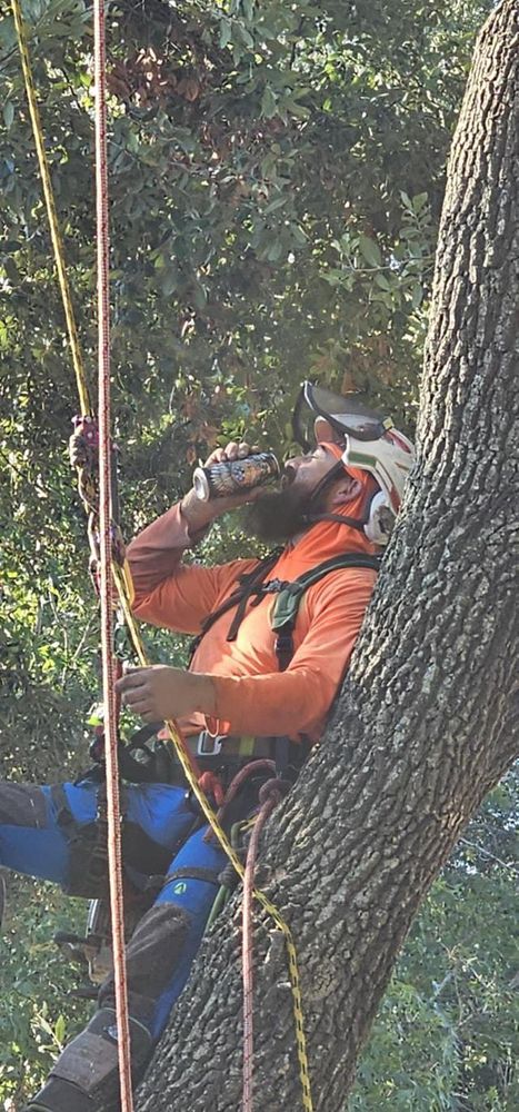 All Photos for Servin's Tree Care  in Houston, TX