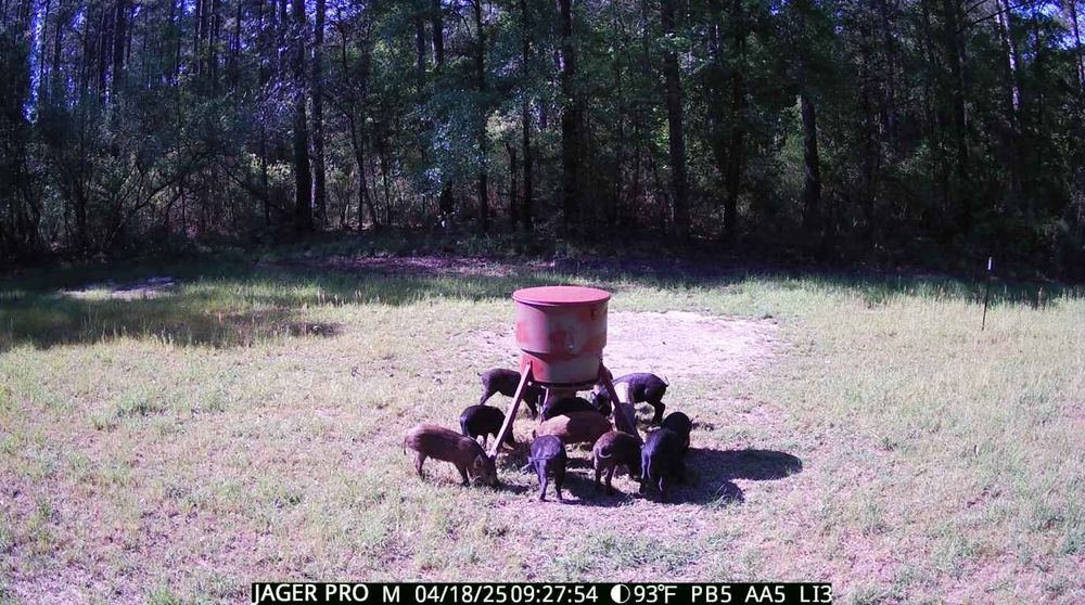 All Photos for Havoc Hog Control in Molino, FL